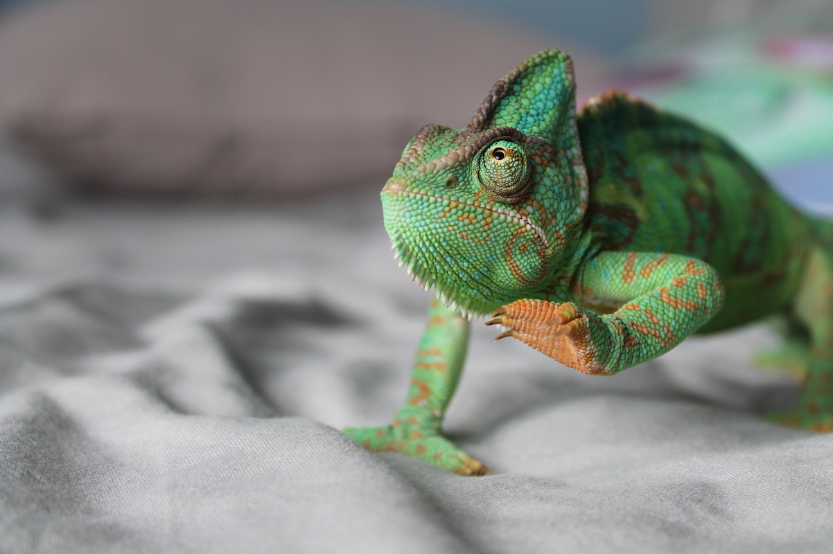 A curious chameleon case