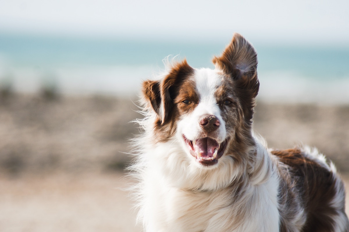 Canine tick-borne diseases in Europe