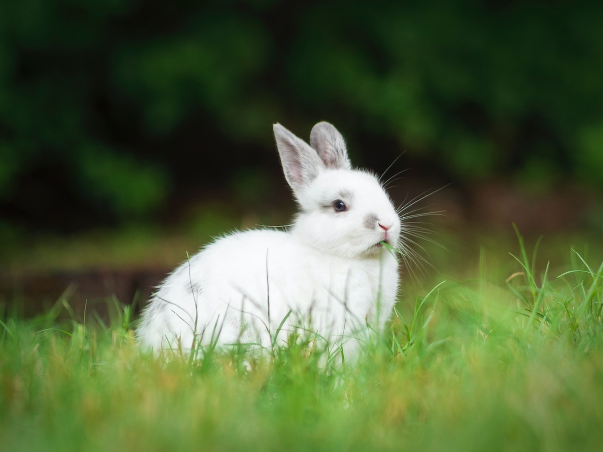 Clinical pathology of rabbits – interpretation of biochemistry, haematology and urinalysis results