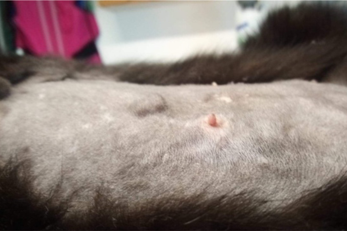 Mammary tumours in dogs and cats