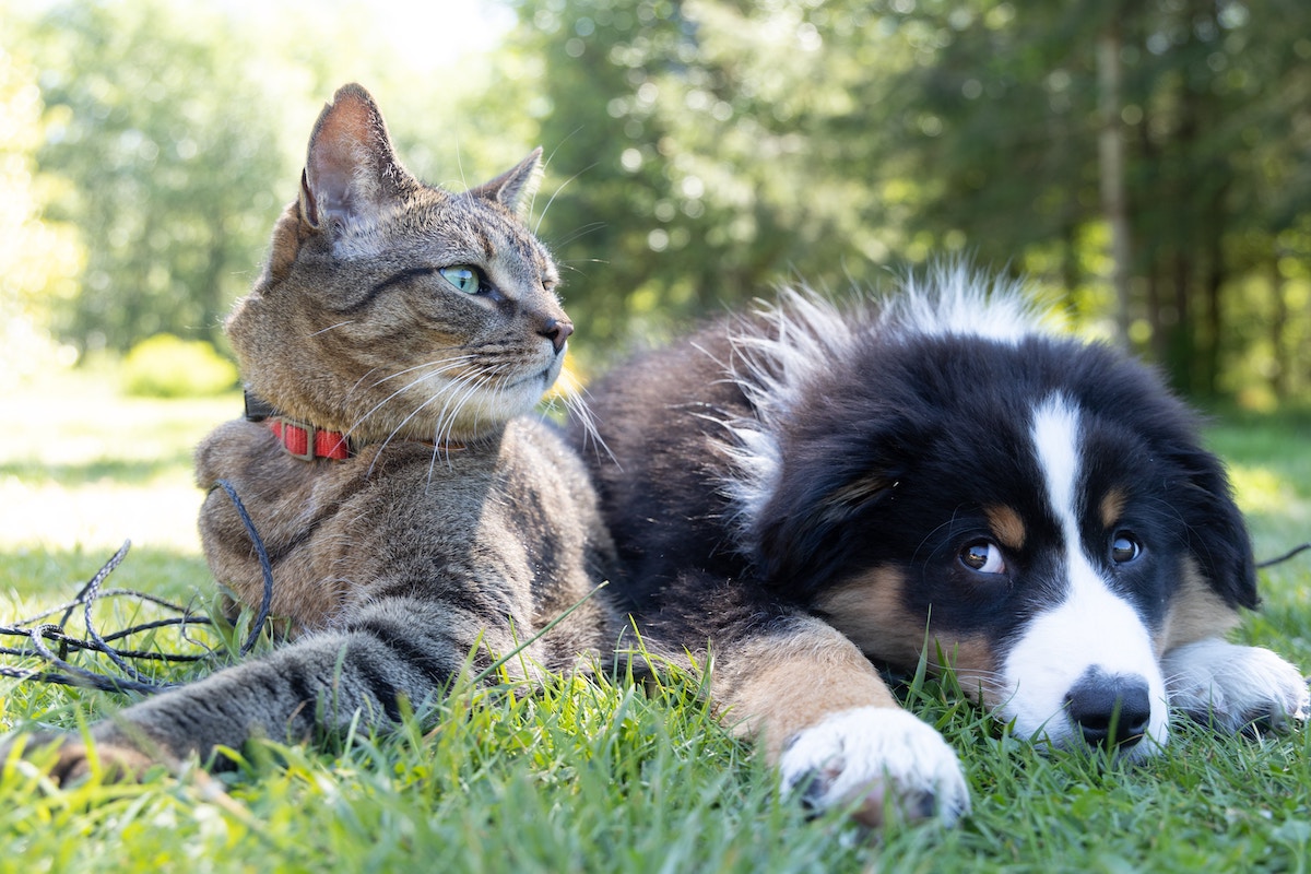 Zoonotic diseases in companion animals in the UK