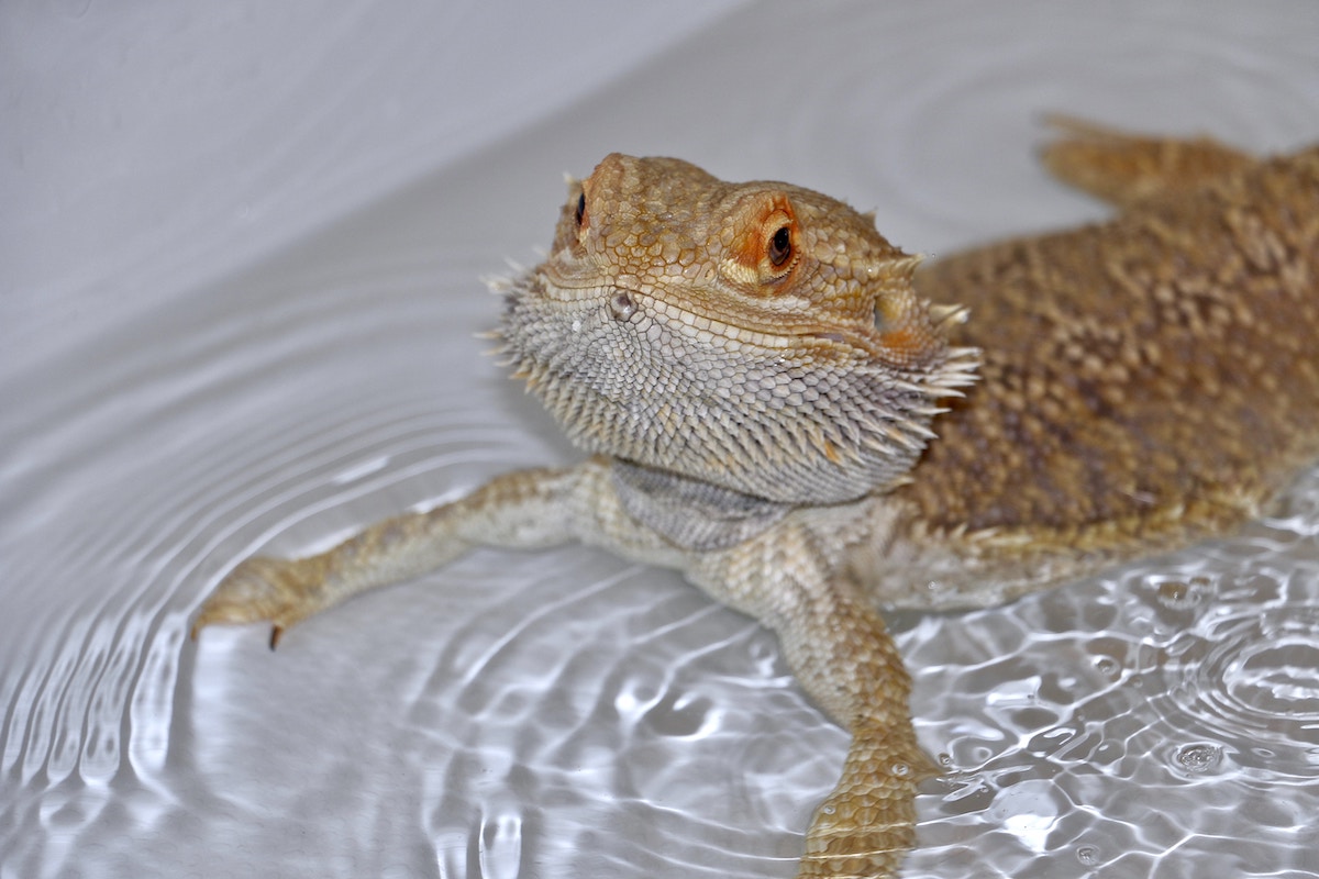 Would you recognise fungal disease in a bearded dragon?