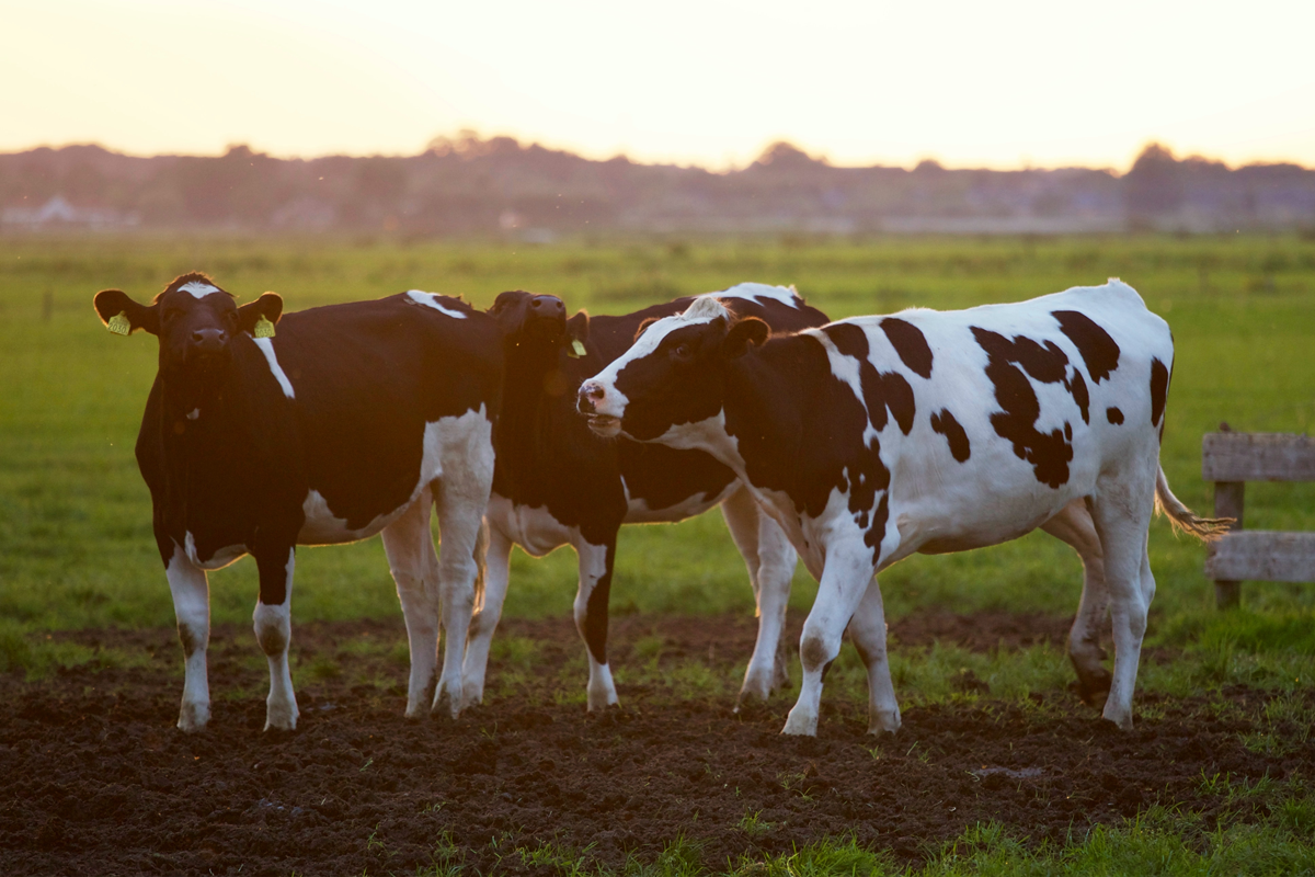 Cattle bundle