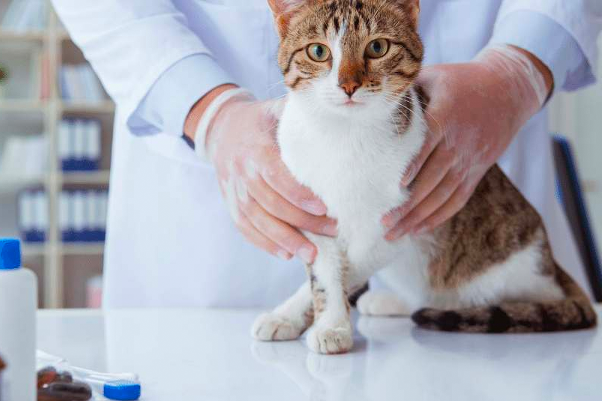 Hypercalcaemia in dogs and cats: An overview