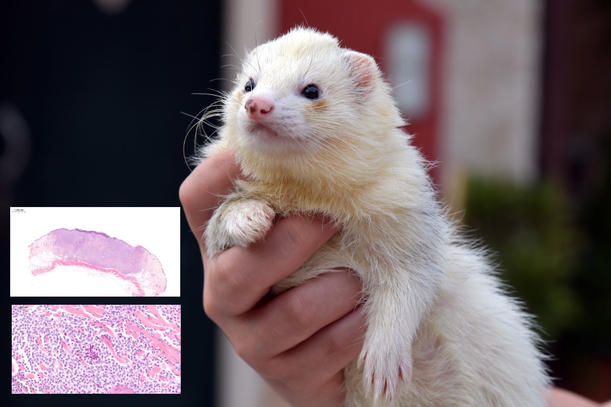 A case of cutaneous mast cell neoplasia in a ferret