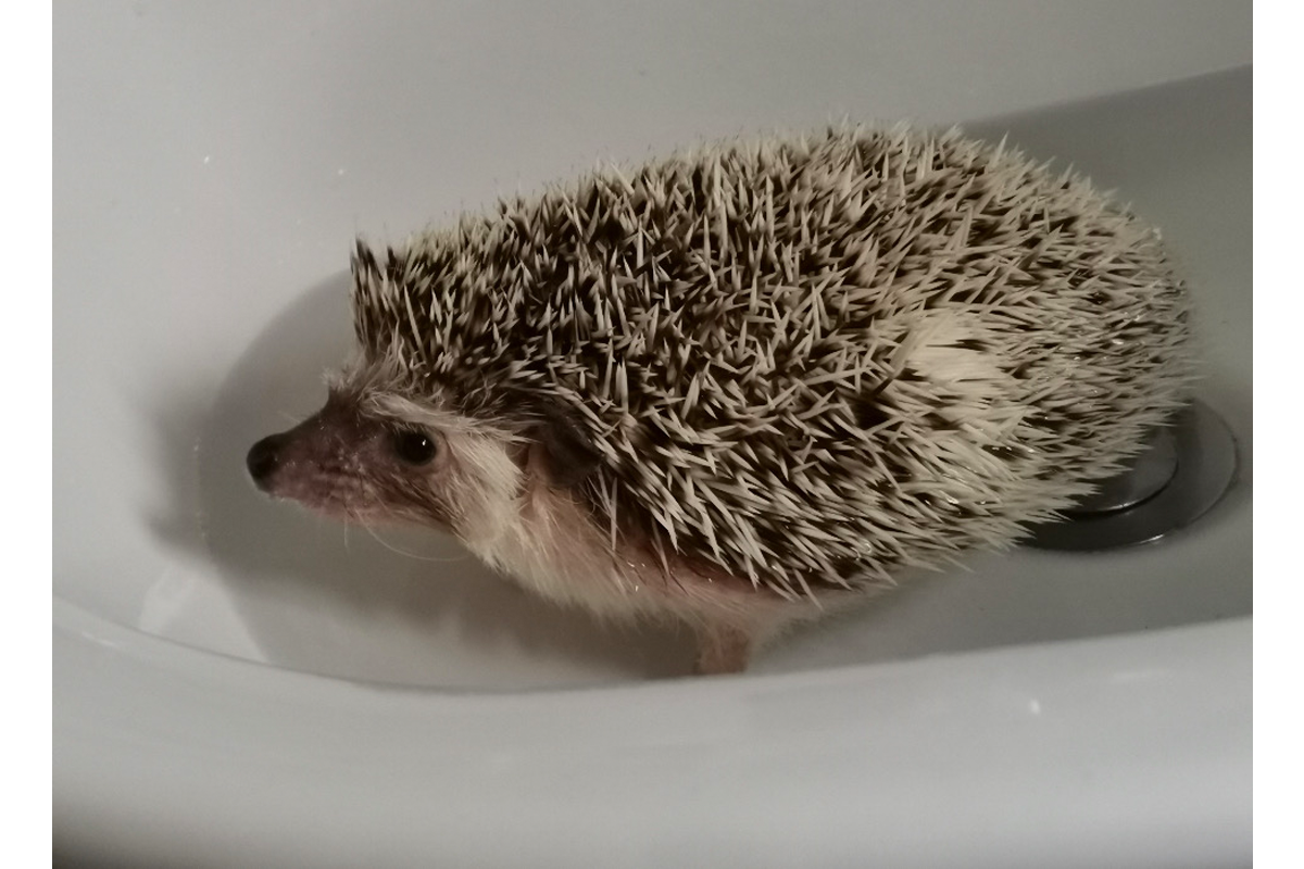 Interesting Hedgehog Case