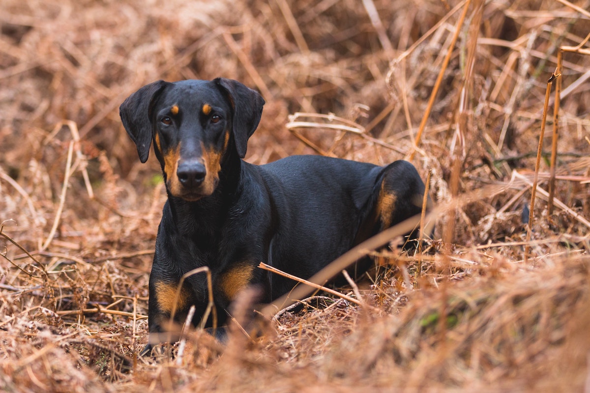 Colour dilution alopecia in a 3-year-old male Doberman