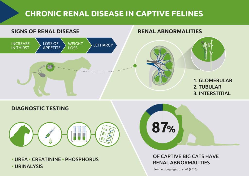 Clinical pathology of rabbits – interpretation of biochemistry ...